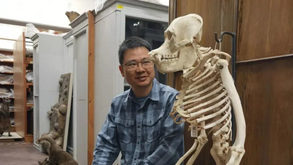 人為什么沒有尾巴